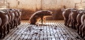 Ve středověku se nepopravovali jen lidé. Trestům neunikla ani zvířata