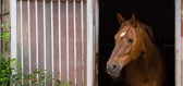 Jak se vypořádat s Cushingovým syndromem u koní?