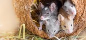 Může Calhounův experiment předjímat úpadek civilizace?