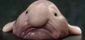 Tlustohlavec tasmánský neboli blob je již léta považován za nejošklivější rybu
