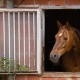 Jak se vypořádat s Cushingovým syndromem u koní?