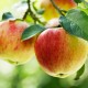 O původu značky Apple a další zajímavá fakta o jablkách