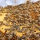 Vybavení pro včelaře: Najděte vše potřebné pod jednou střechou u Včelařství Rážovi