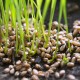 Microgreens, pěstování, které vám přinese radost a spoustu vitamínů